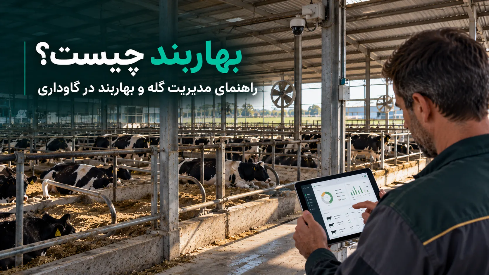 مدیریت گله و بهاربند گاو شیری در دامداری